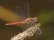 Sympetrum vulgatum male-8